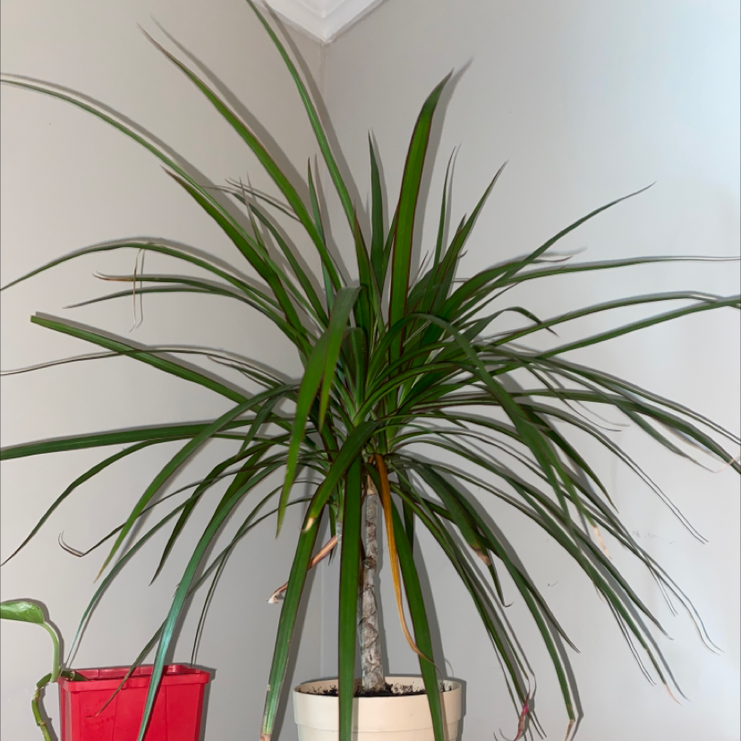 Open Weave Dragon Tree in a pot with some yellowing and browning leaves.
