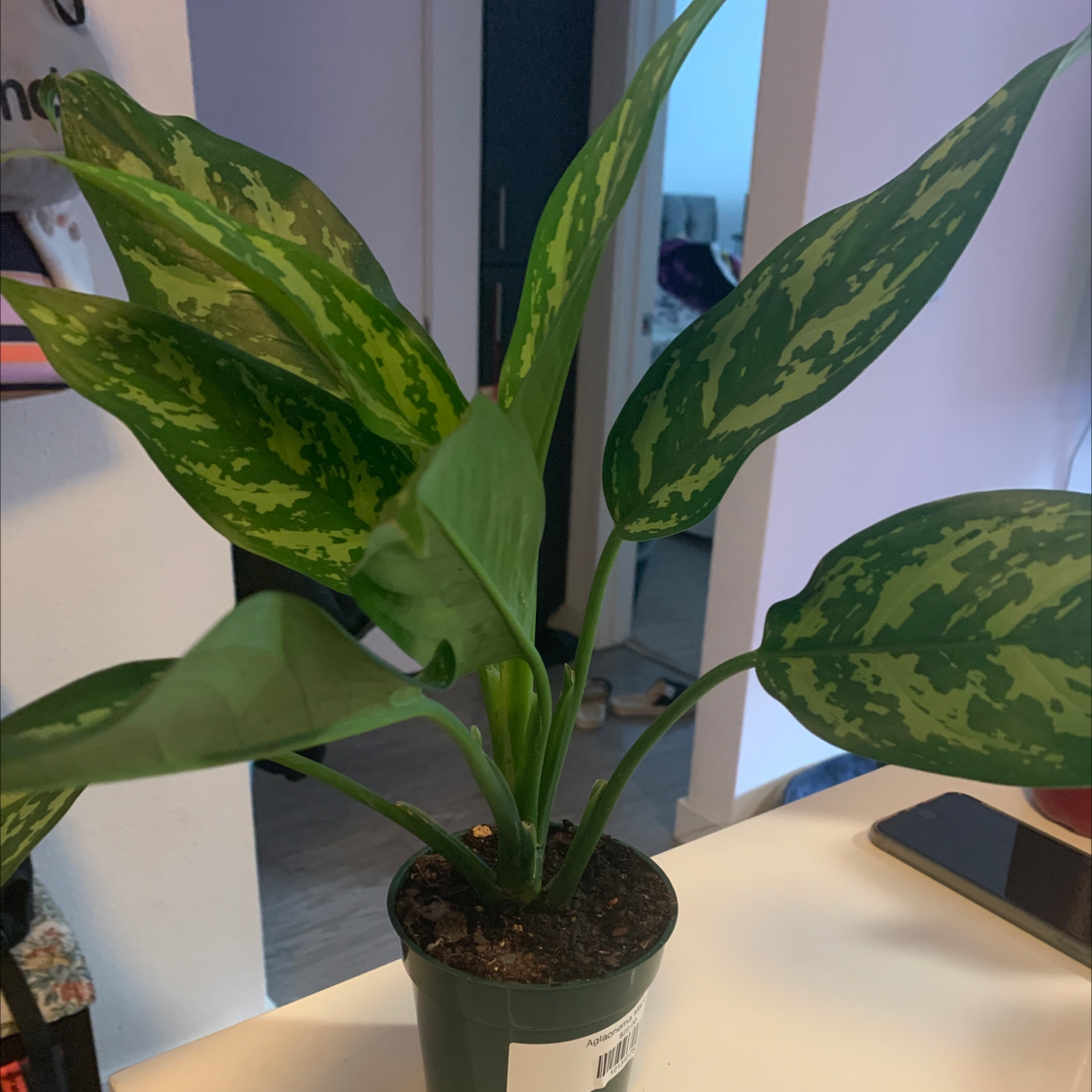 Aglaonema 'Emerald Beauty' plant with vibrant green variegated leaves in a pot.