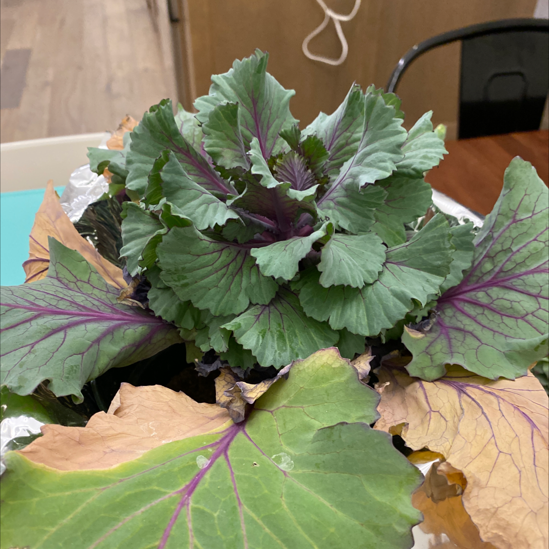 Healthy and vibrant Wild Cabbage plant with deep green and purple leaves. No signs of disease or stress.