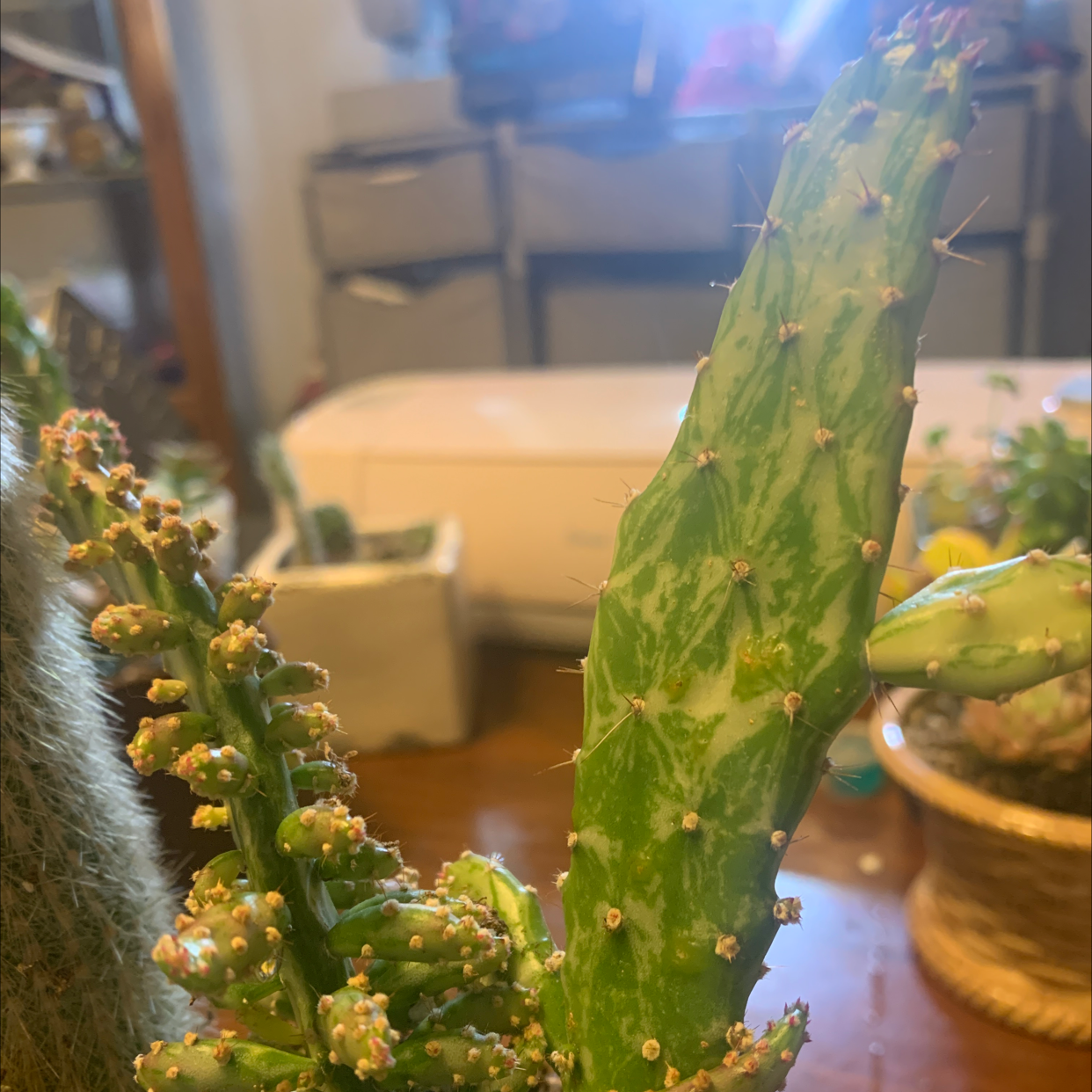 Drooping Prickly Pear plant with green pad and developing flower buds indoors.