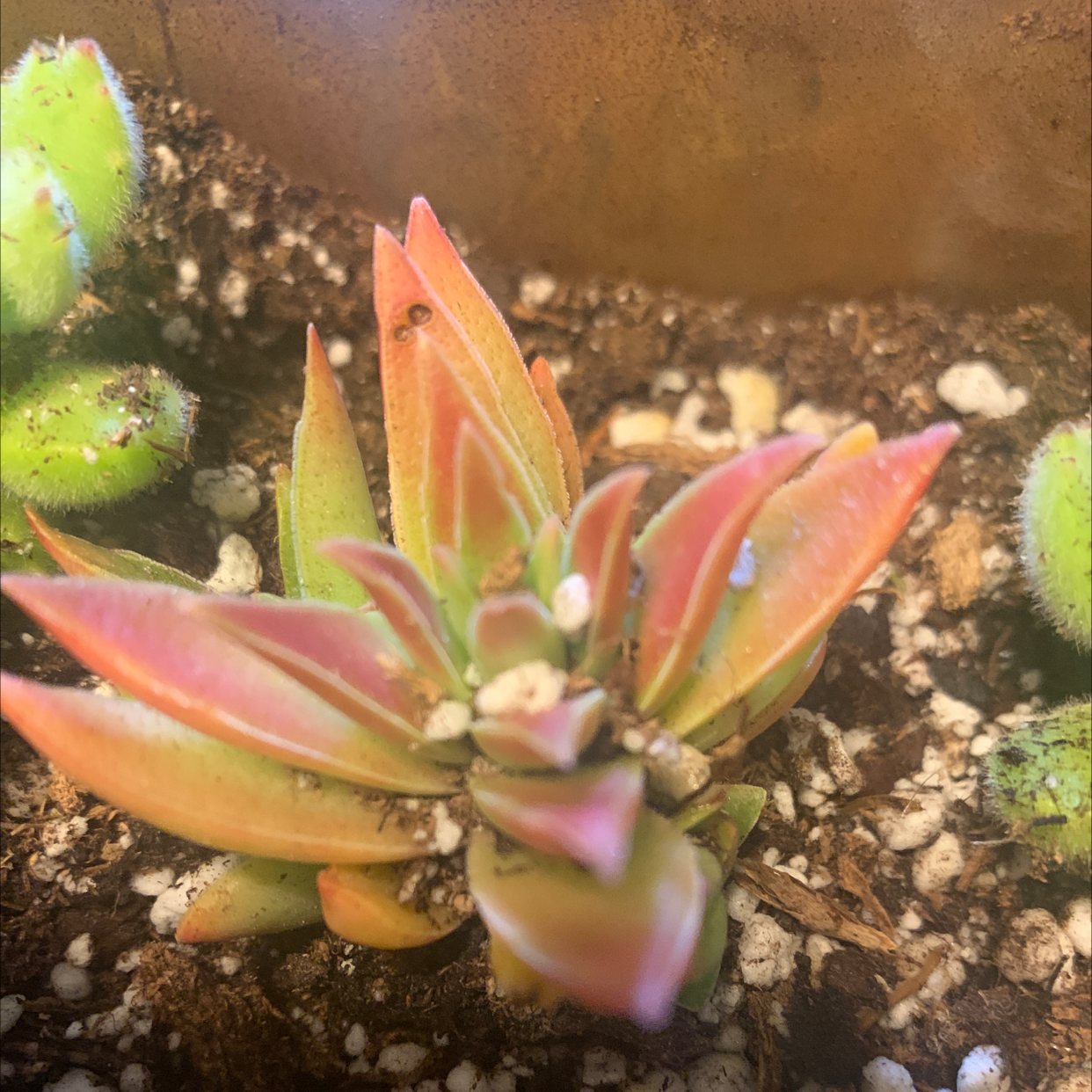 Red Pagoda succulent plant with reddish and green leaves in a pot with visible soil.