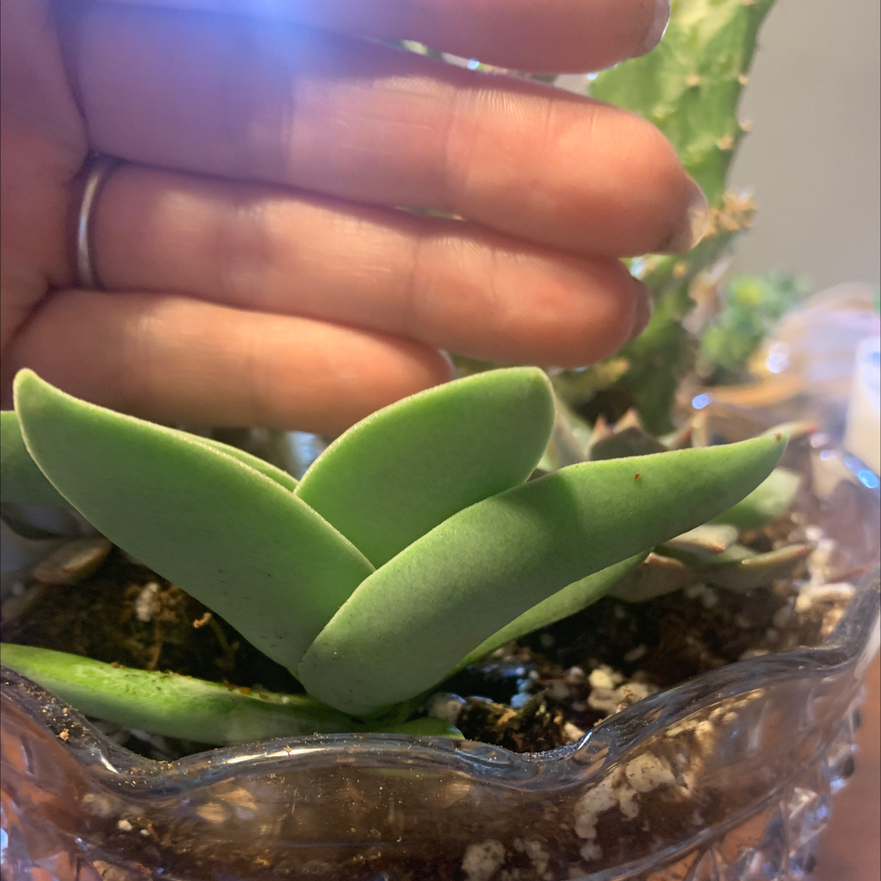 A succulent plant with thick green leaves and a hand visible in the background.