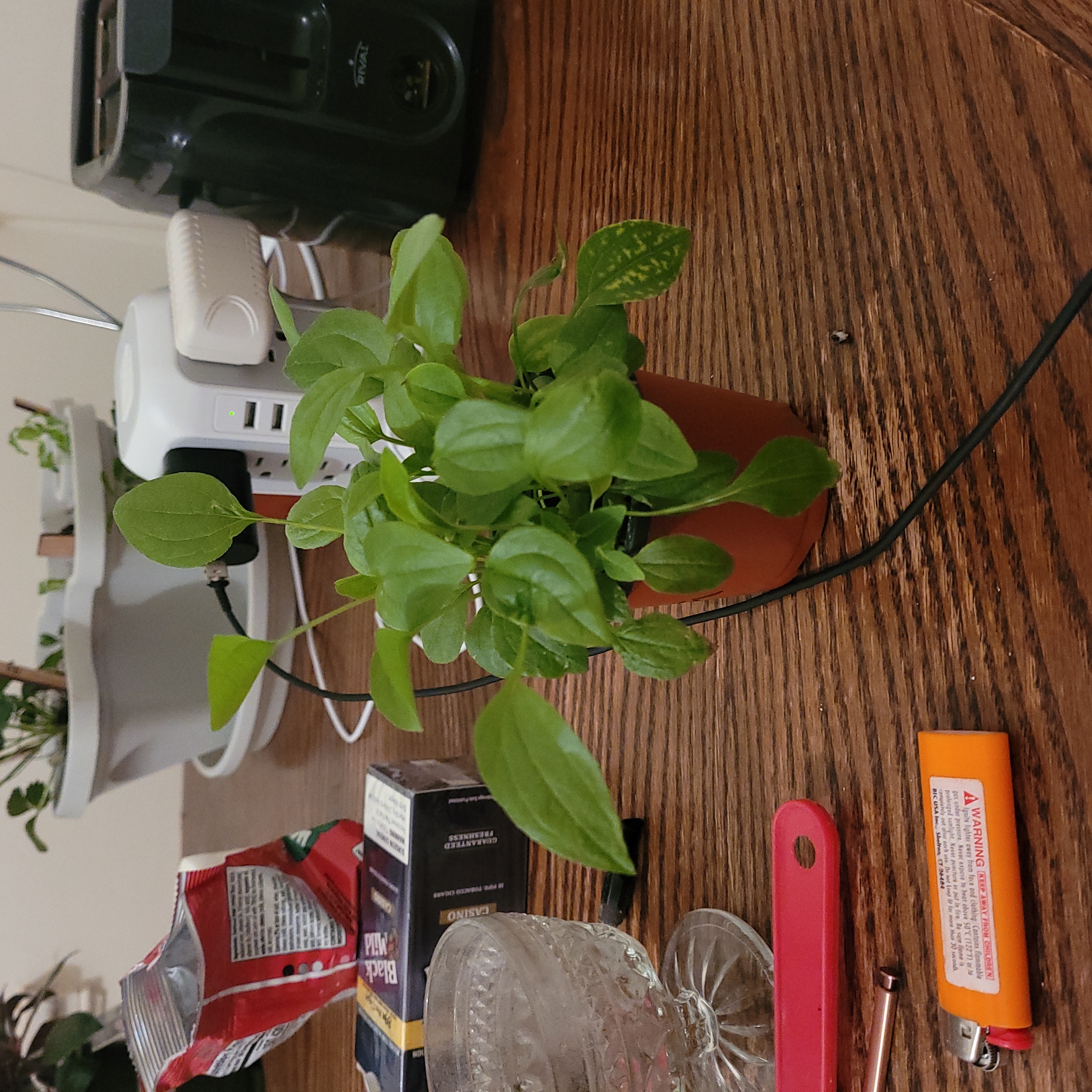 Photo of the plant species Coneflower by @RoundGollum named Echinacea on Greg, the plant care app