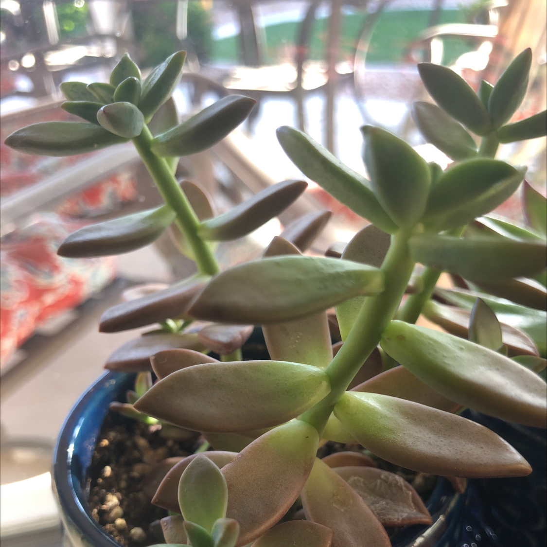 Sedum adolphi 'Golden Glow' succulent in a pot with visible soil and slight leaf browning.