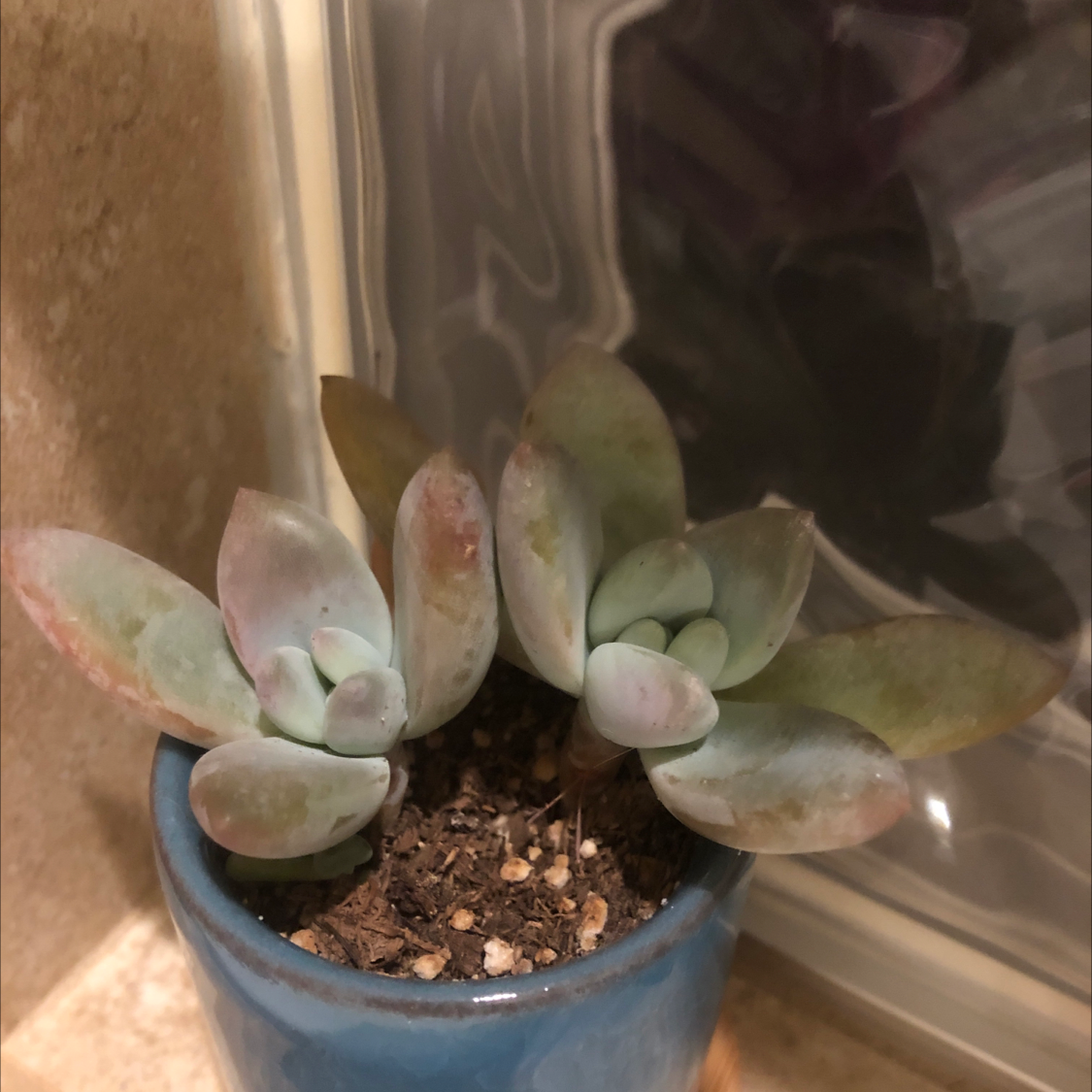 Photo of the plant species Belle Blue by @Lmc8009 named Luna on Greg, the plant care app