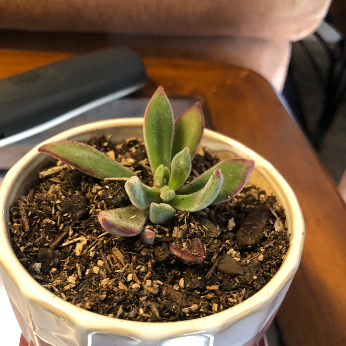 Echeveria 'Arrow Setosa' succulent in a pot with visible soil, appears healthy.