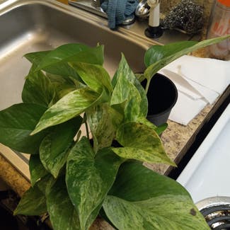 Marble Queen Pothos plant in Fayetteville, North Carolina