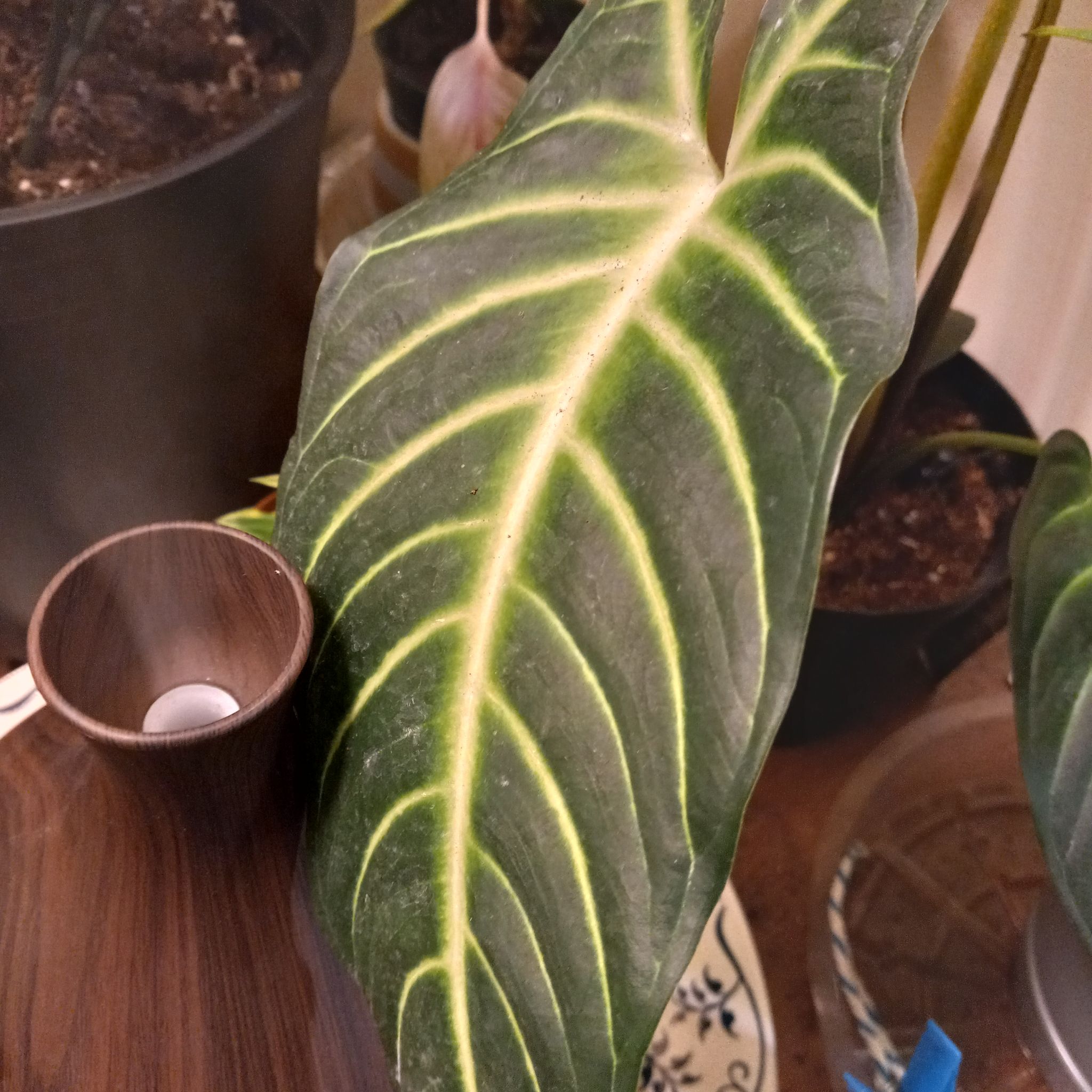 Leaf of Caladium lindenii 'Magnificum' with prominent white veins, background includes other plants and a humidifier.