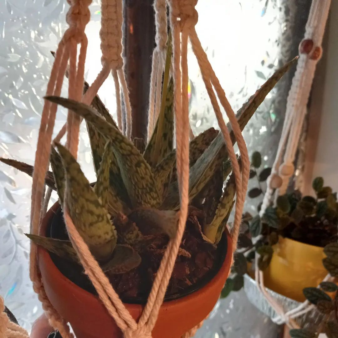 Aloe 'Christmas Carol' plant in a hanging pot, appears healthy.