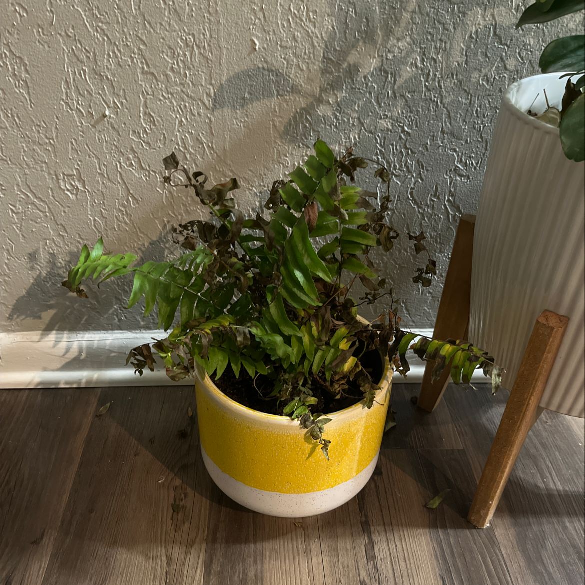 Potted House Holly-Fern with browning fronds, placed indoors on a wooden floor.