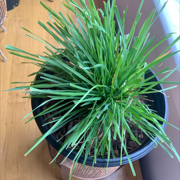 Potted Orchard Grass with long, narrow green leaves, healthy appearance.