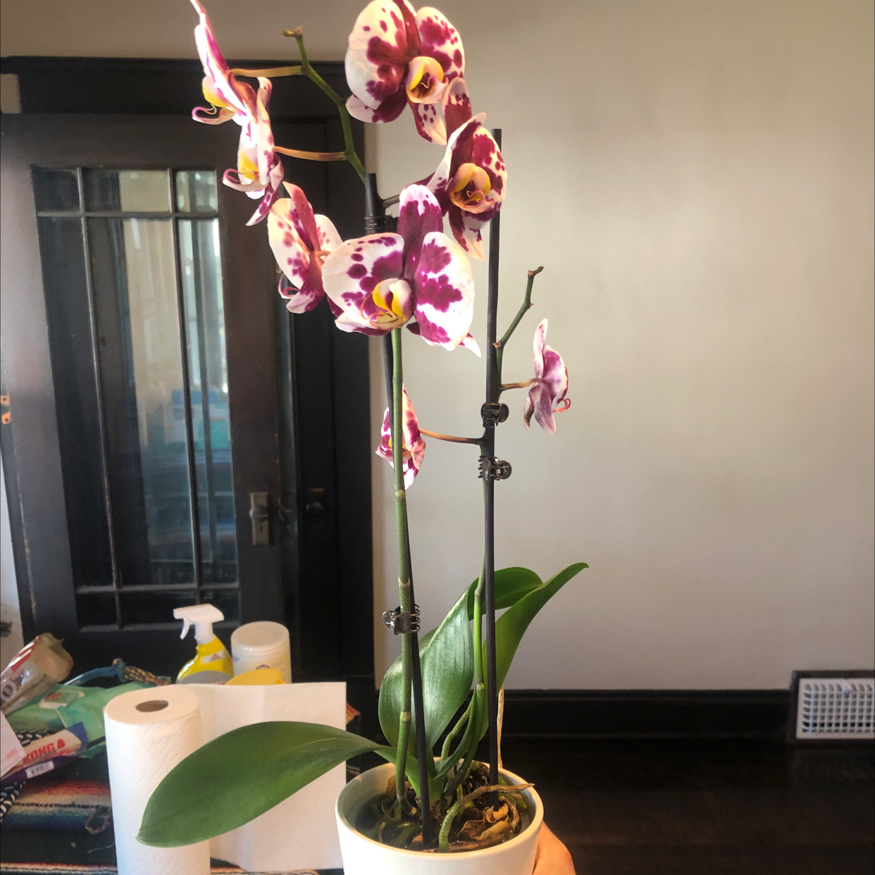 Photo of the plant species Four-Spotted Orchid by @CuteLuronium named Orlando on Greg, the plant care app