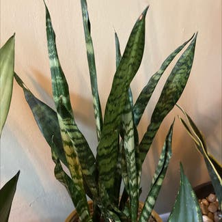 Zeylanica Snake Plant plant in Chicago Heights, Illinois