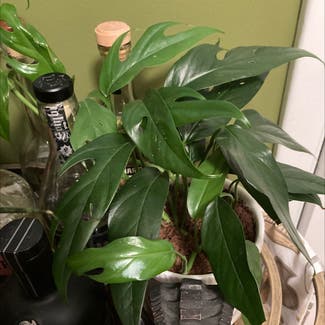Baltic Blue Pothos plant in Chicago Heights, Illinois
