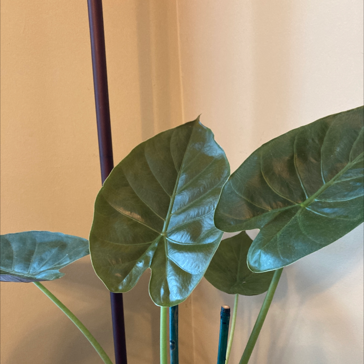 Image of a New Guinea Shield plant with large, healthy green leaves.