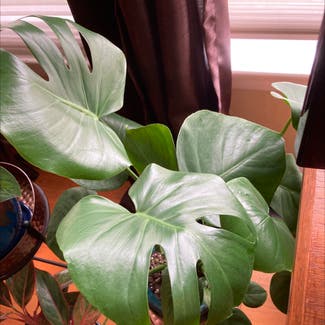 Monstera plant in Chicago Heights, Illinois