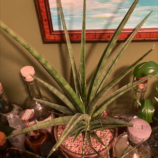 Cylindrical Snake Plant plant in Chicago Heights, Illinois