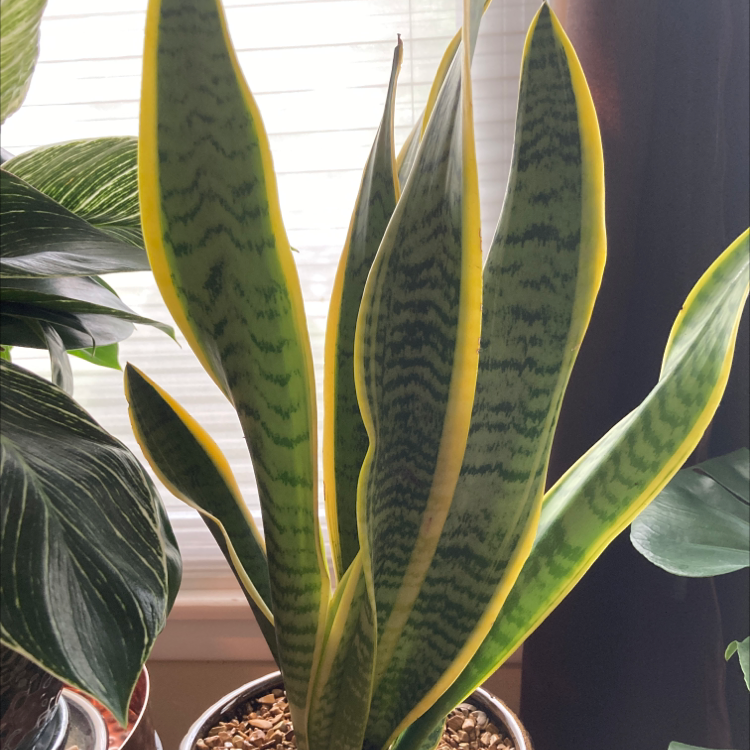Golden Flame Snake Plant with tall, upright leaves having yellow edges and dark green stripes.
