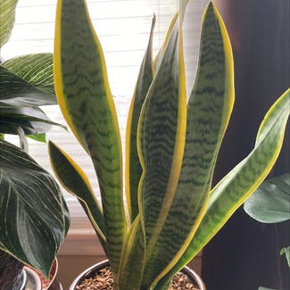 Golden Flame Snake Plant plant in Chicago Heights, Illinois