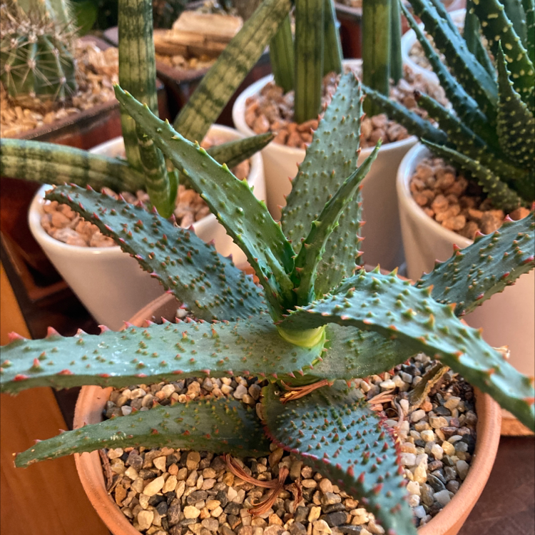 Aloe 'Christmas Carol' plant in a pot with spiky green leaves and red edges, surrounded by other potted plants.