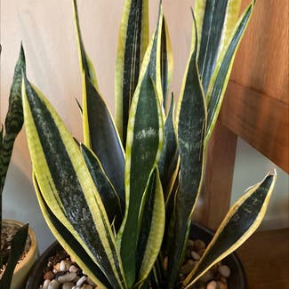 Black Gold Snake Plant plant in Chicago Heights, Illinois