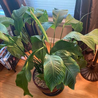 Peace Lily plant in Chicago Heights, Illinois