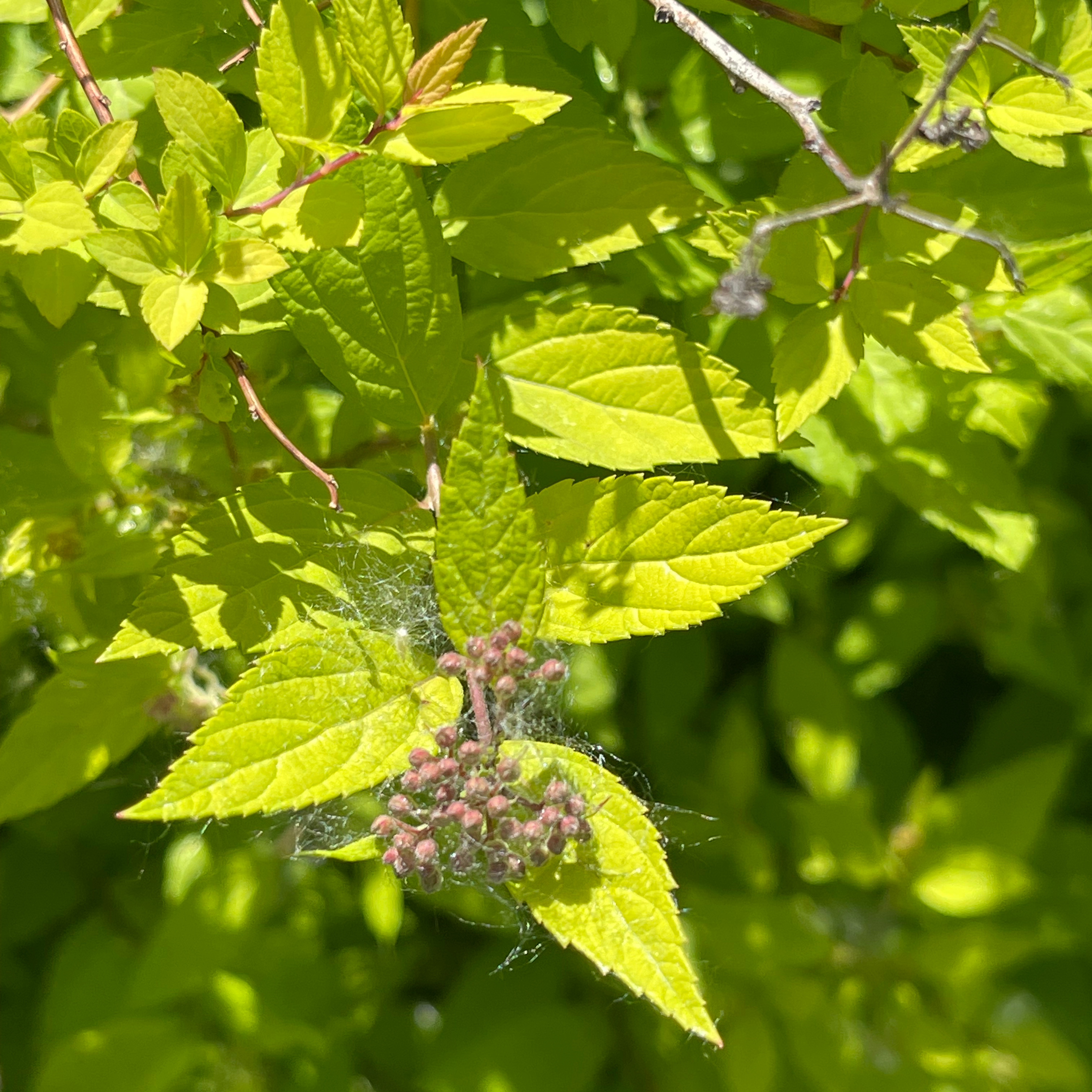 Japanese Meadowsweet plant with bright green leaves and small pinkish buds.