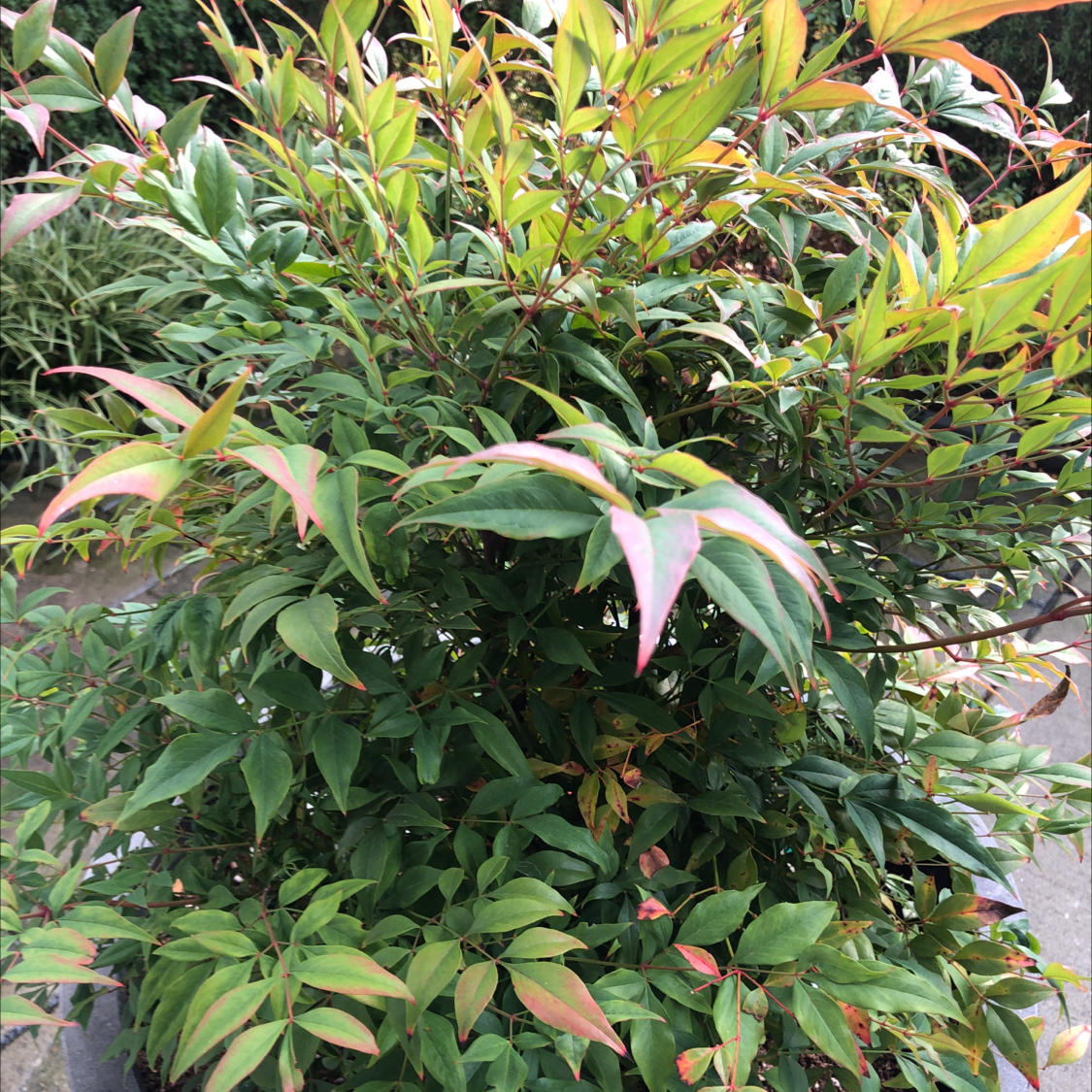 Sacred Bamboo plant with healthy green leaves and red-tinted new growth.