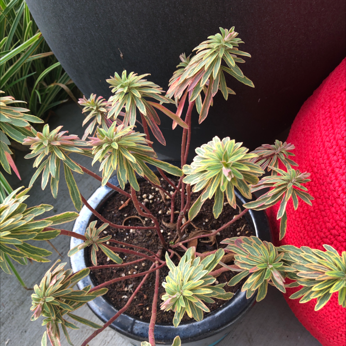 Potted Albanian Spurge with variegated leaves, healthy appearance.