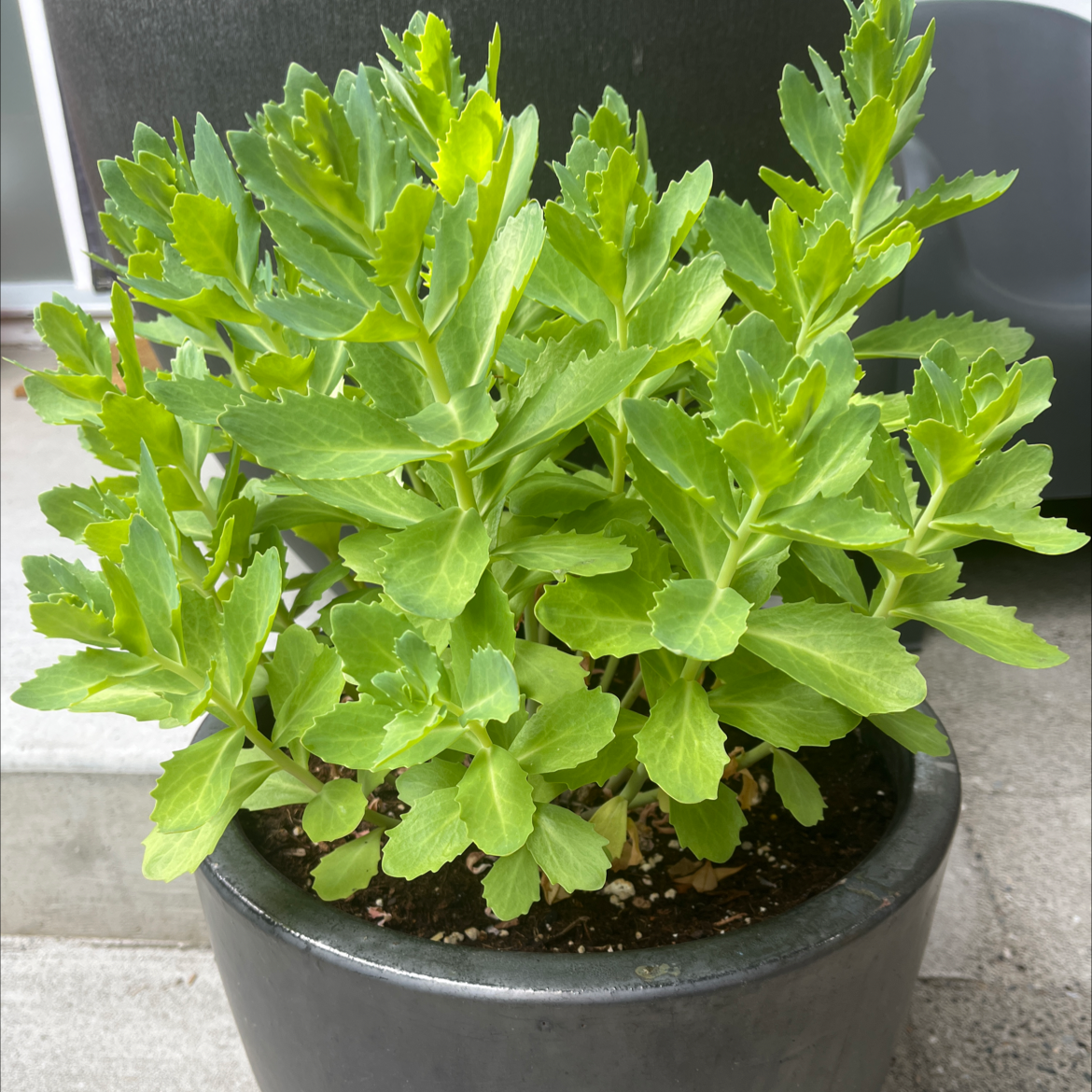 Healthy Showy Stonecrop succulent plant with bright green foliage growing in a black nursery pot filled with soil.