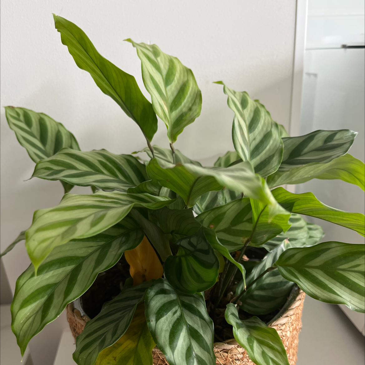 Calathea 'Freddie' plant with green and white striped leaves, one yellowing leaf, in a pot.