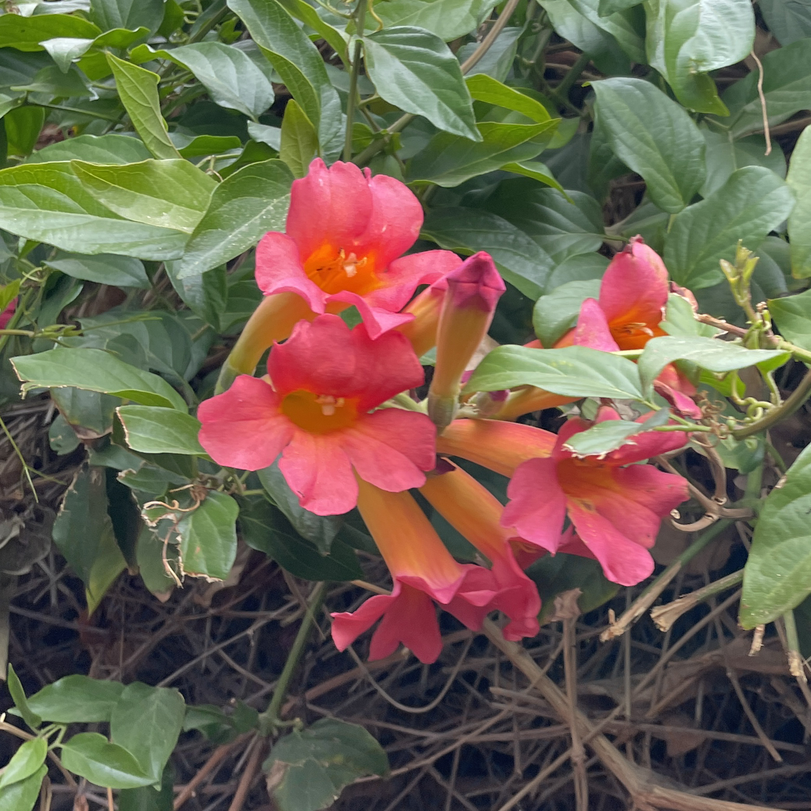 Photo of the plant species Amphilophium buccinatorium by @andie named Your plant on Greg, the plant care app