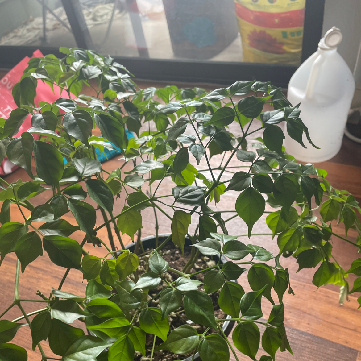A lush, healthy China Doll plant with vibrant green foliage and numerous compound leaves branching out from multiple stems.