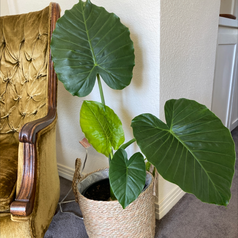 Jewel Alocasia plant with large green leaves in a woven basket indoors.