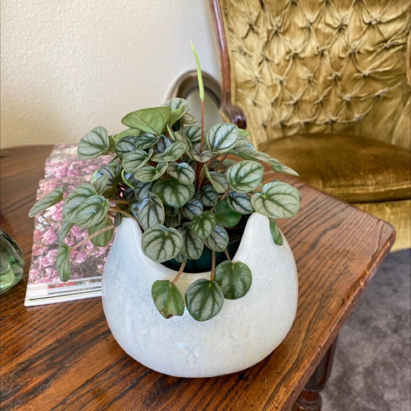 Silver Frost Peperomia plant in a white pot on a wooden table.