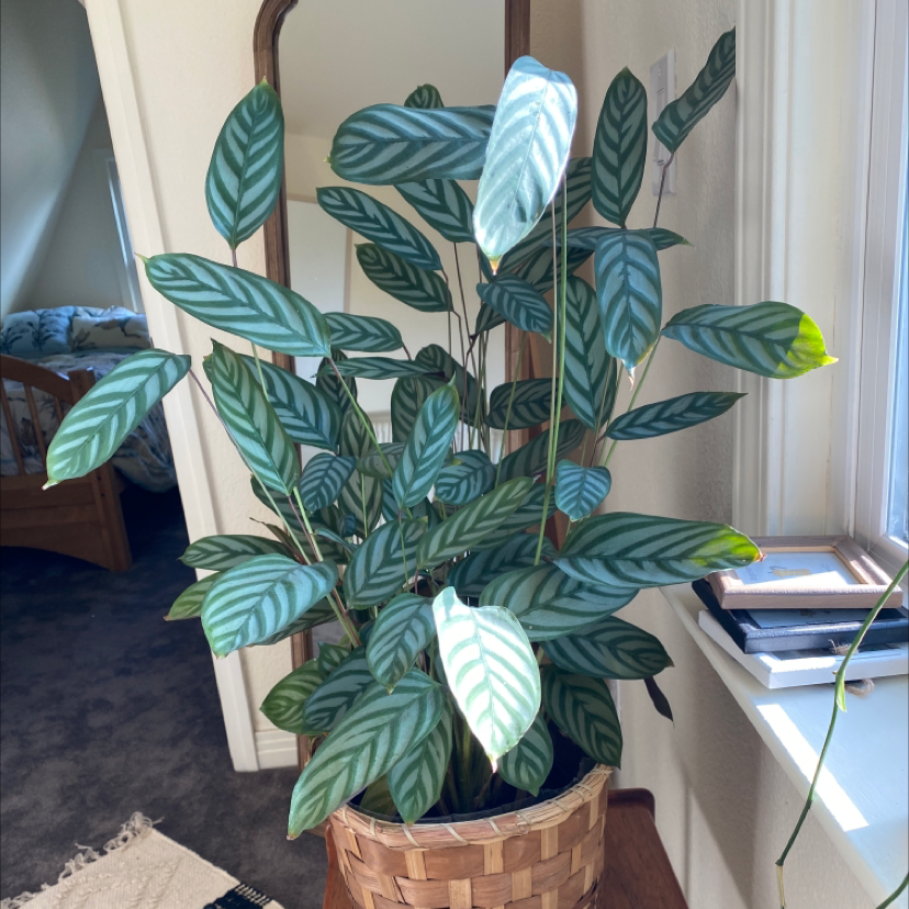 Photo of the plant species Never Never Ctenanthe by @Megephant named Cally on Greg, the plant care app