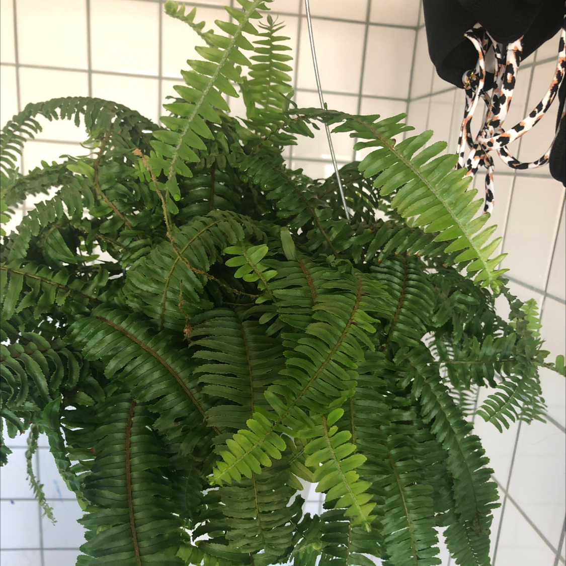 Boston Fern plant photo by @Plantface named Lola on Greg, the plant care app.