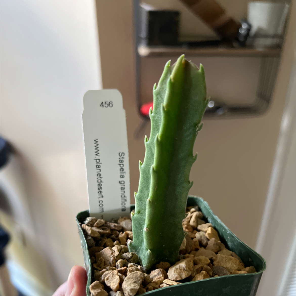 Photo of the plant species Carrion flower by @HotGrass named Elle on Greg, the plant care app