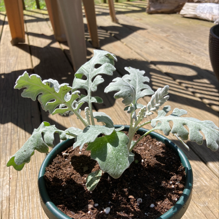 Potted Silver Ragwort plant on a wooden deck, appearing healthy with silvery leaves.