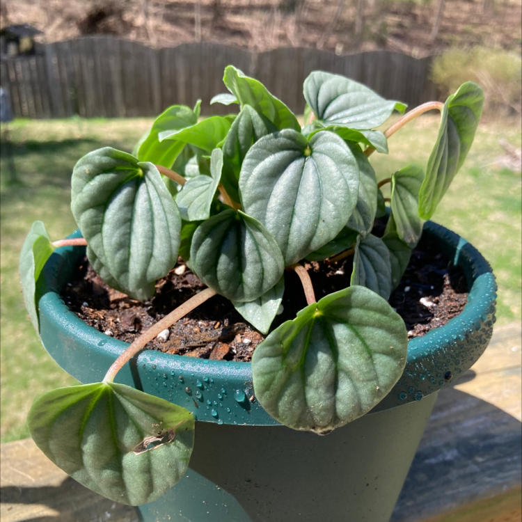 Potted Silver Frost Peperomia plant with healthy green leaves.