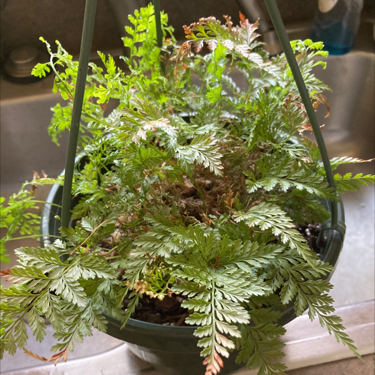 Leatherleaf Fern in a hanging pot with some yellowing and browning leaves.