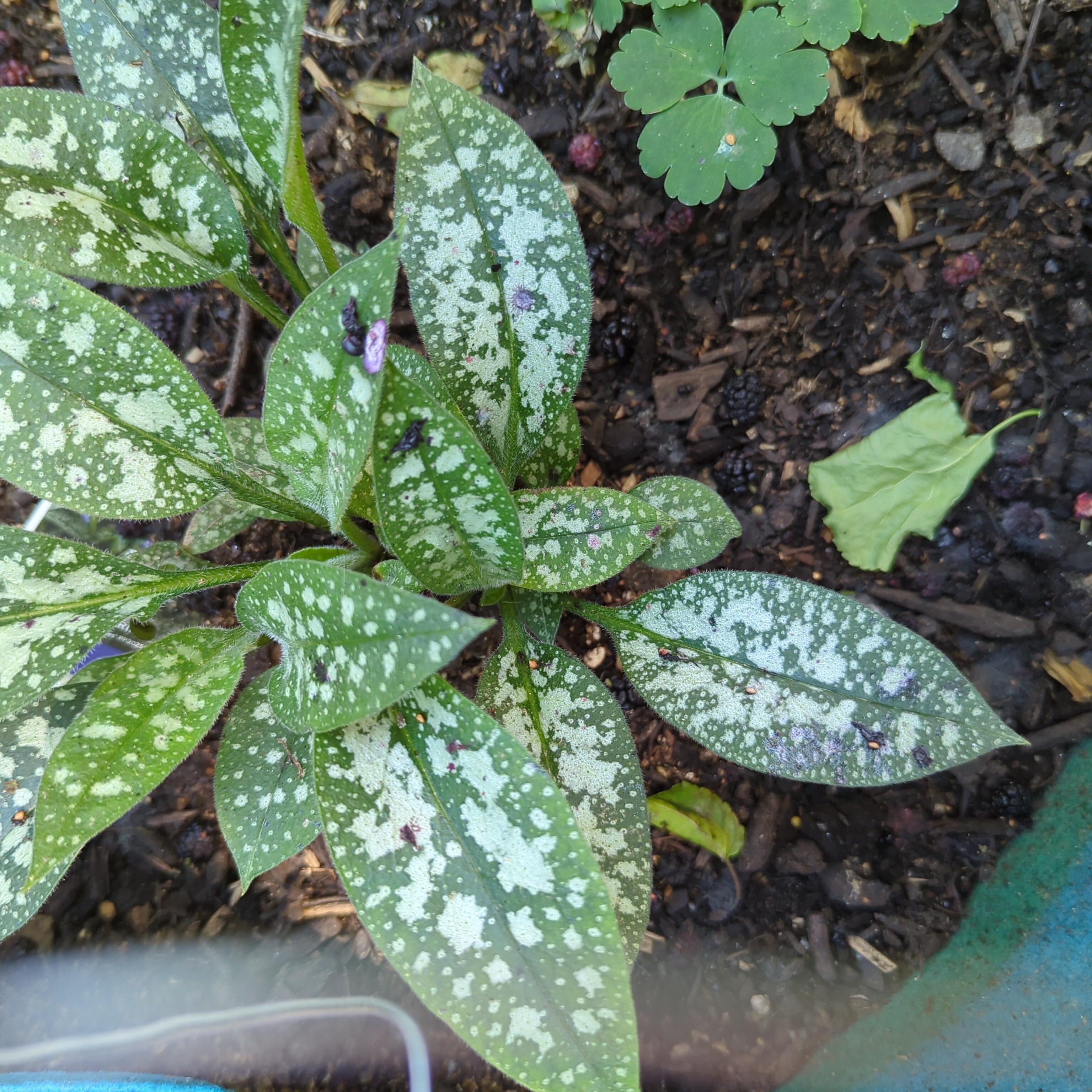 Photo of the plant species Bethlehem Sage by @UntouchedKawaka named Twinkle Toes on Greg, the plant care app