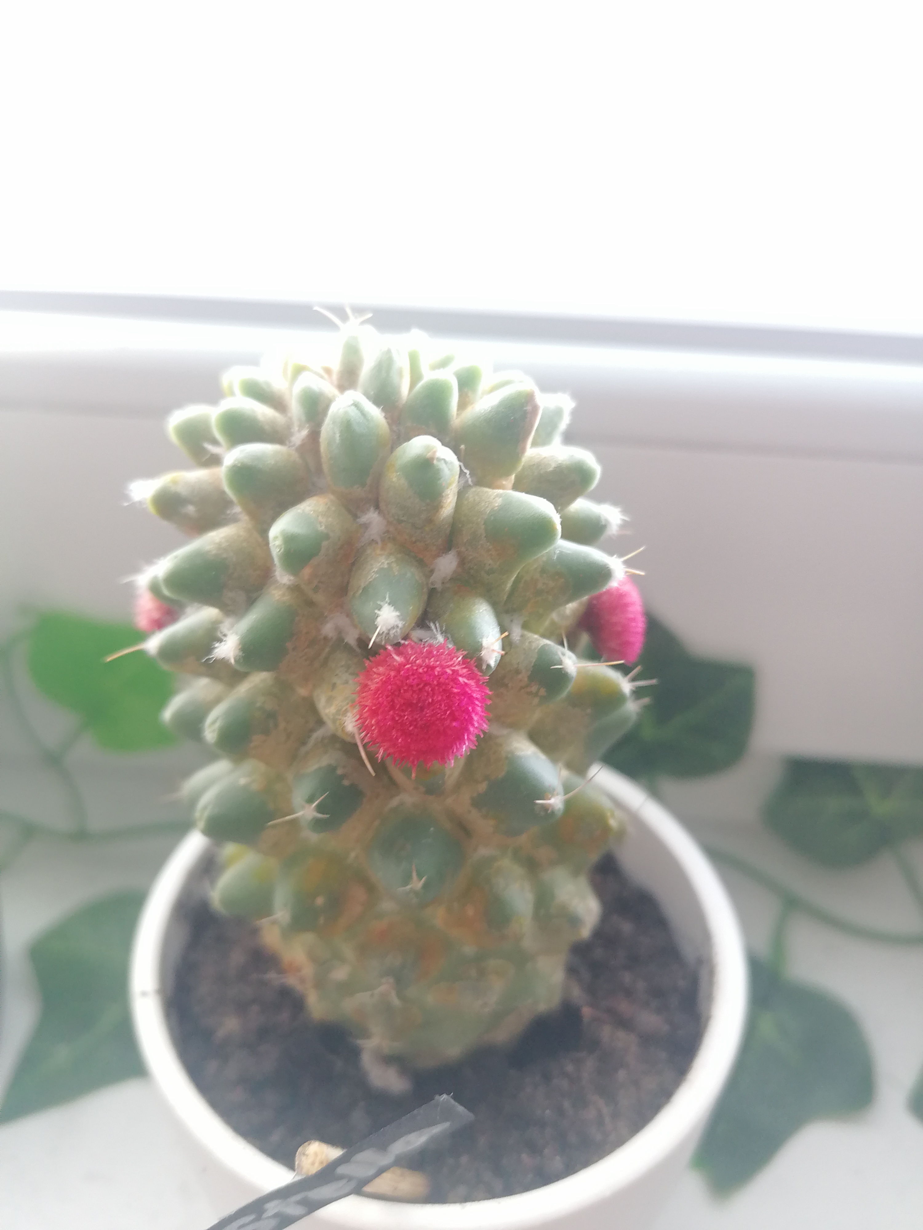 Mammillaria backebergiana cactus with bright pink flowers in a white pot.