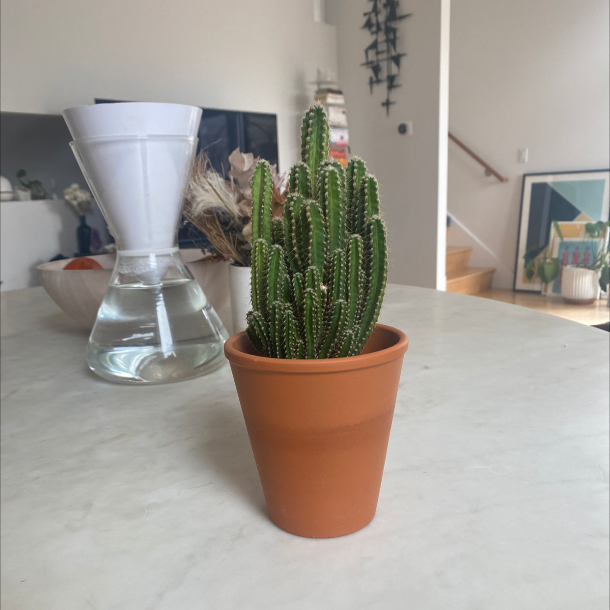 Photo of the plant species Columnar Cactus by @gofitjo named Mando on Greg, the plant care app