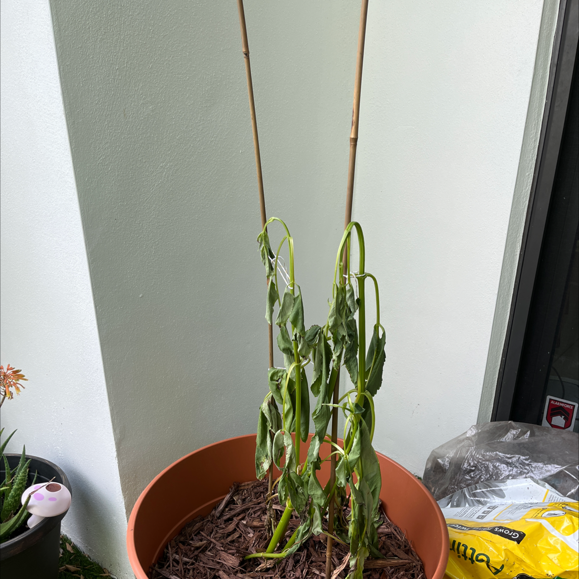 A potted Garden Dahlia with wilted, browning leaves, indicating poor health.