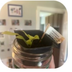 Photo of the plant species Philodendron 'Little Phil' by @PeppyFicus named Penelope on Greg, the plant care app
