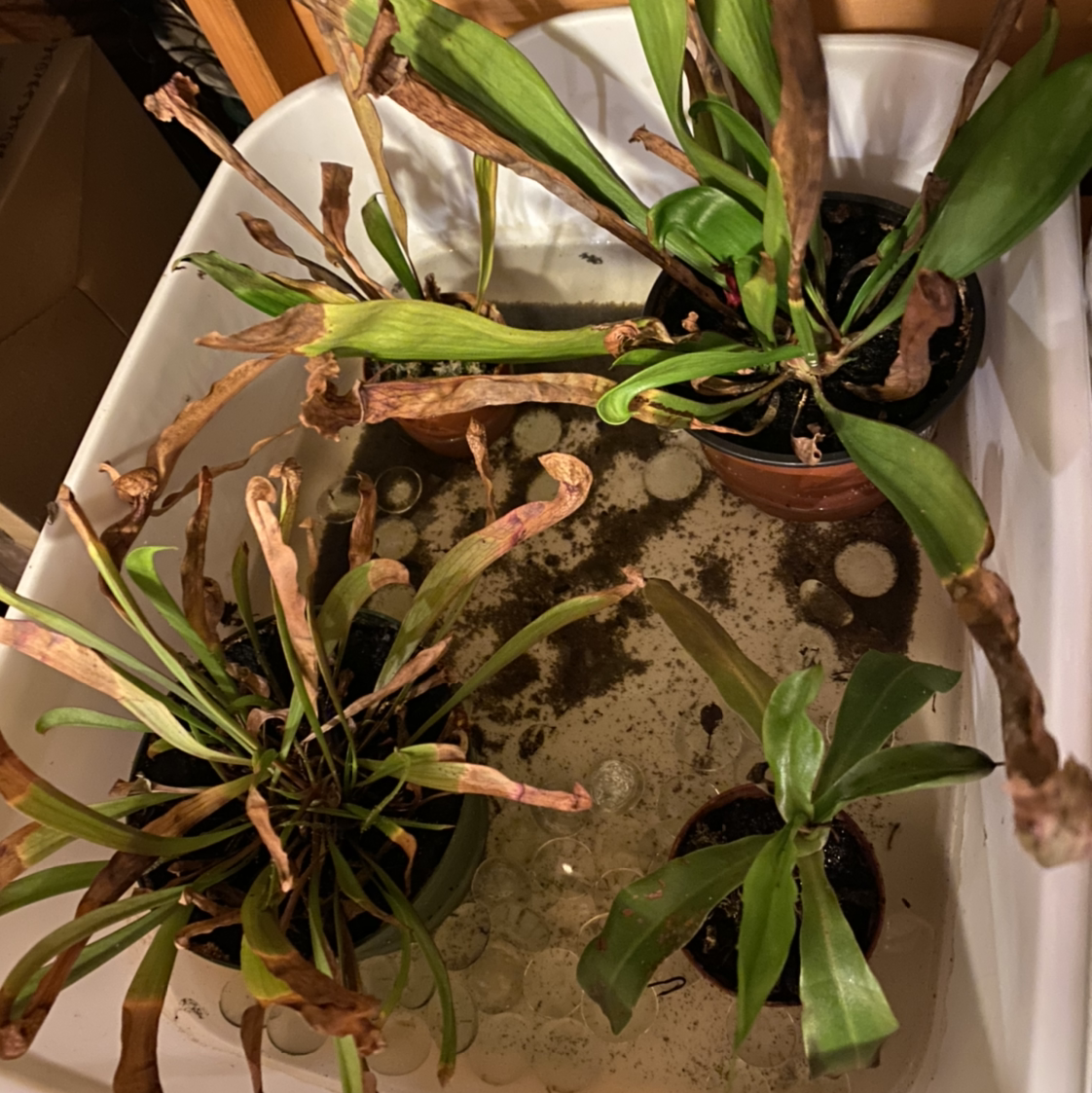 Three Yellow Pitcher Plants in pots with significant browning and wilting of leaves, placed in a container with water.