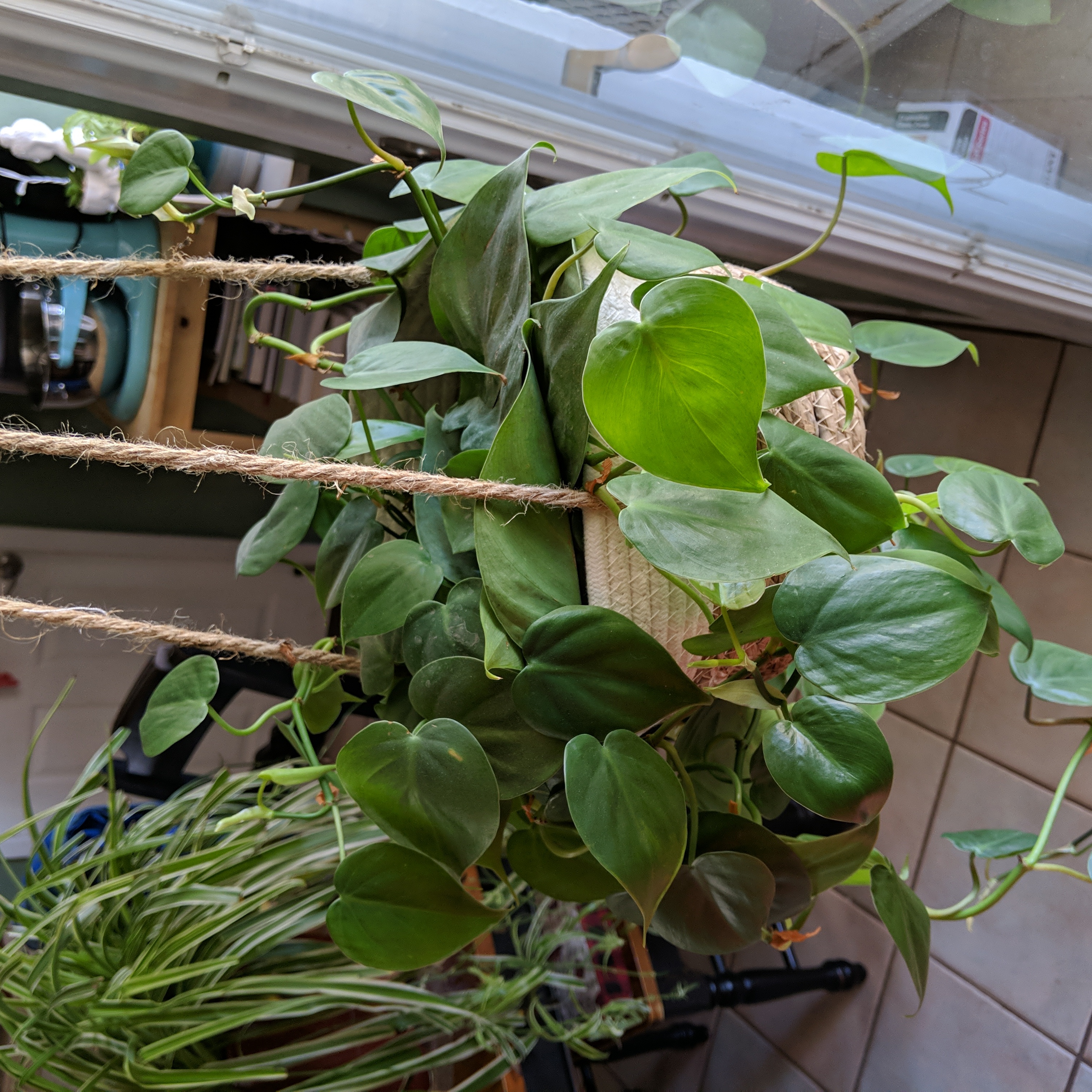 Philodendron cordatum plant in a hanging basket with healthy green leaves.