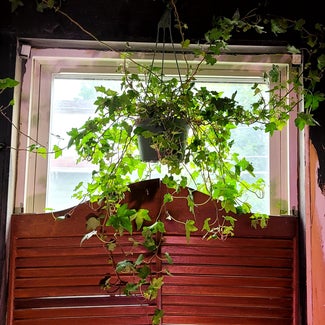 English Ivy plant in Claremont, New Hampshire