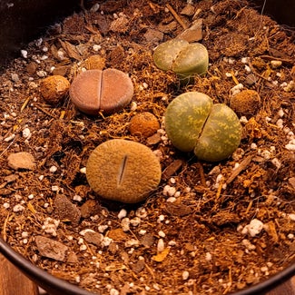 Lithops bromfieldii plant in Claremont, New Hampshire